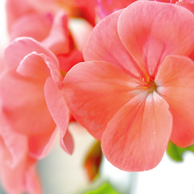 Pelargonia rabatowa Gama F1 łososiowa nasiona 0,05g - W. Legutko