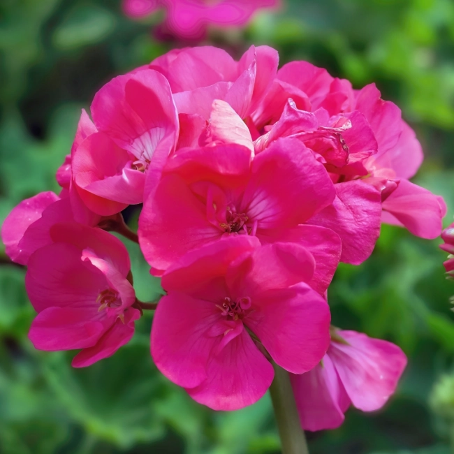 Pelargonia rabatowa Gama F1 różowa nasiona 0,05g - W. Legutko