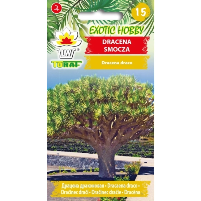 Dracena smocza nasiona 5 szt. - TORAF