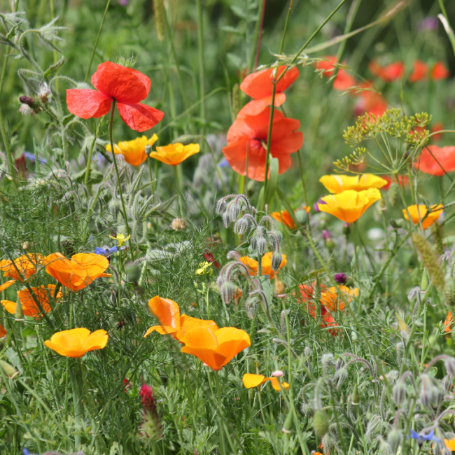 Mieszanka roślin miododajnych Bee's Universe 500g- TORAF