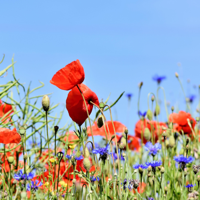 Mieszanka bylinowa roślin miododajnych na tereny suche 1kg - TORAF