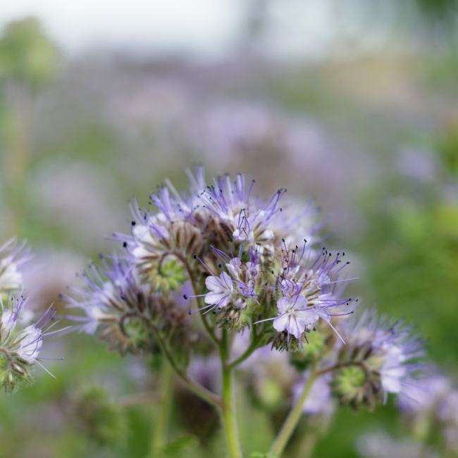 Mieszanka bylinowa roślin miododajnych na tereny suche 1kg - TORAF