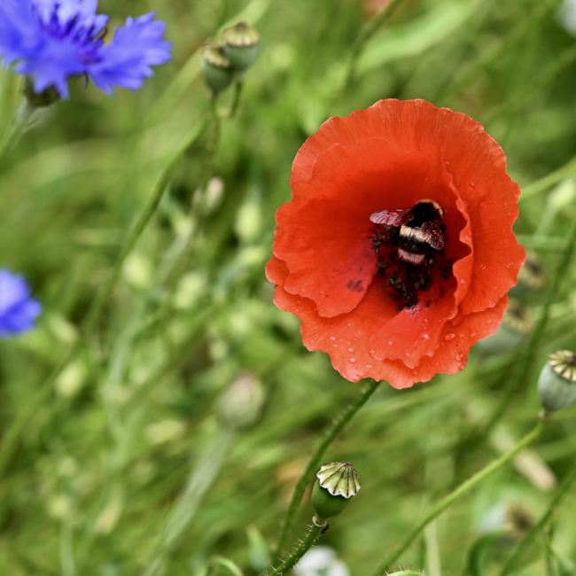 Mieszanka bylinowa roślin miododajnych na tereny suche 1kg - TORAF