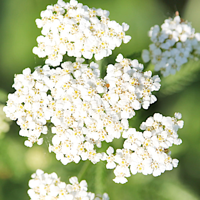 Mieszanka bylinowa Long Life Meadow nasiona 500g - TORAF