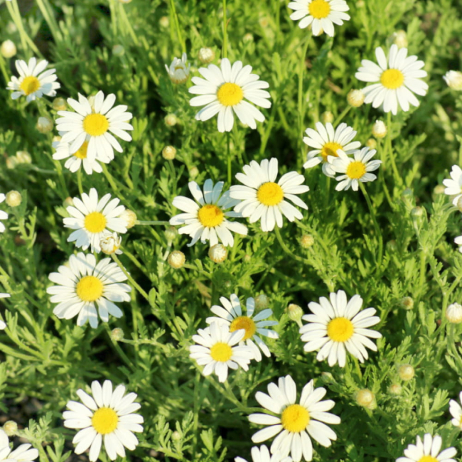 Mieszanka bylinowa Long Life Meadow nasiona 500g - TORAF