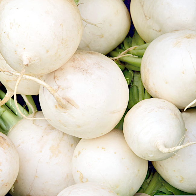 Rzodkiewka Afrodyta nasiona 5g - Plantico