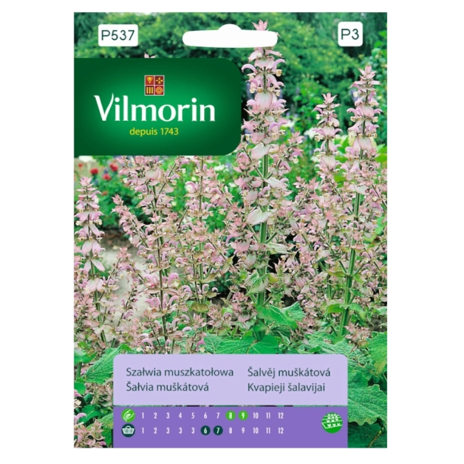 Szałwia muszkatołowa 1g - VILMORIN