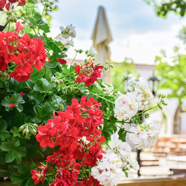 Pelargonia zwisająca Speedy mieszanka nasiona 10szt. - TORAF