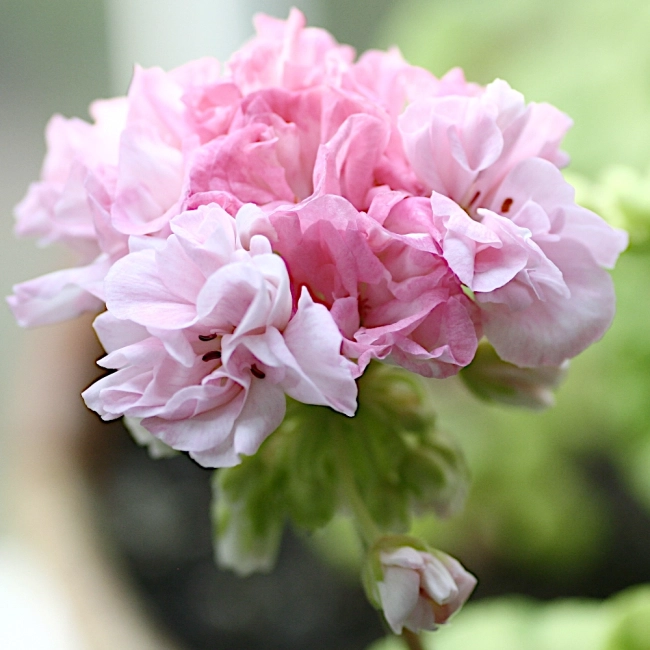 Pelargonia zwisająca Speedy mieszanka nasiona 10szt. - TORAF