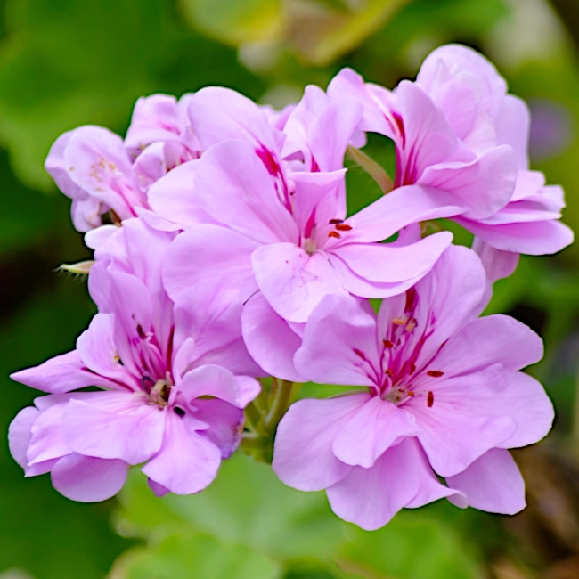 Pelargonia zwisająca Speedy mieszanka nasiona 10szt. - TORAF
