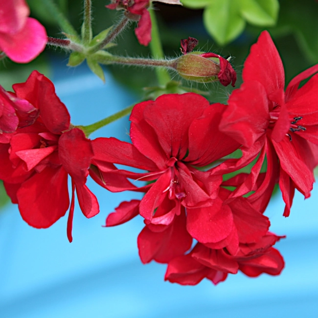Pelargonia zwisająca Speedy mieszanka nasiona 10szt. - TORAF