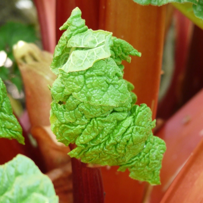 Rabarbar Glaskins Perpetual nasiona 1g- WegAna