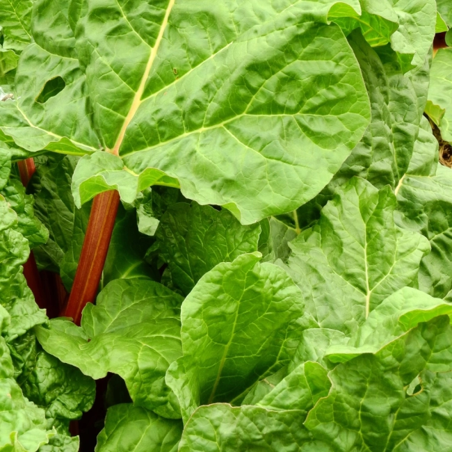 Rabarbar Glaskins Perpetual nasiona 1g- WegAna