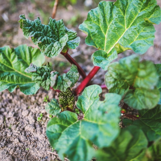 Rabarbar Glaskins Perpetual nasiona 1g- WegAna