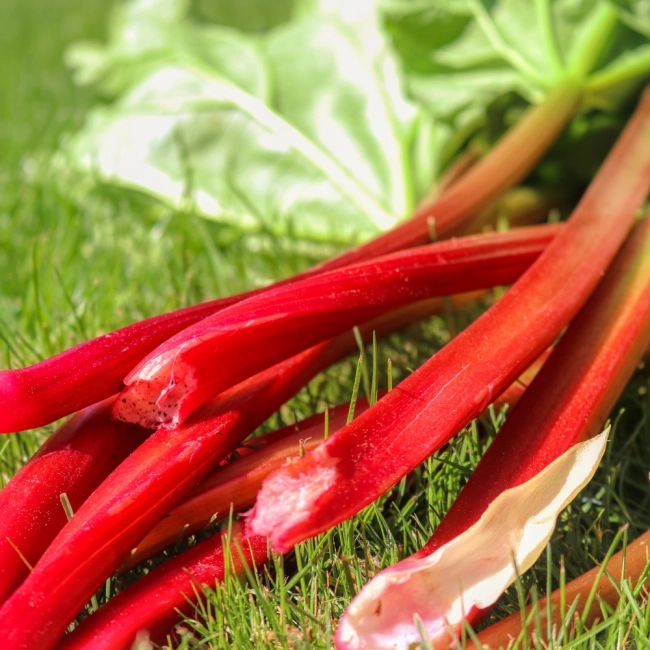 Rabarbar Glaskins Perpetual nasiona 1g- WegAna