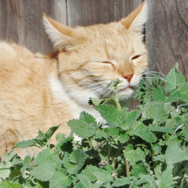 Kocimiętka nasiona 0,5g - PlantiCo