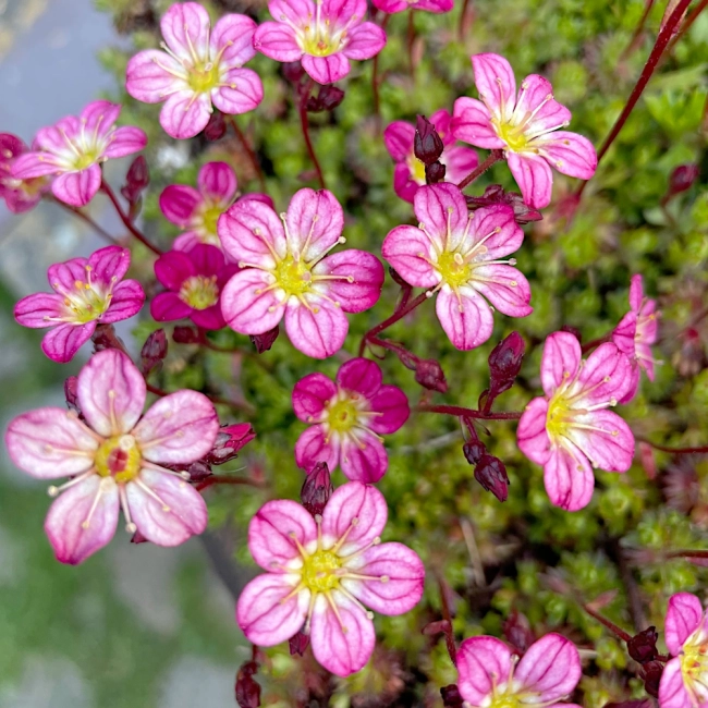 Skalnica nasiona 0,05g - PlantiCo