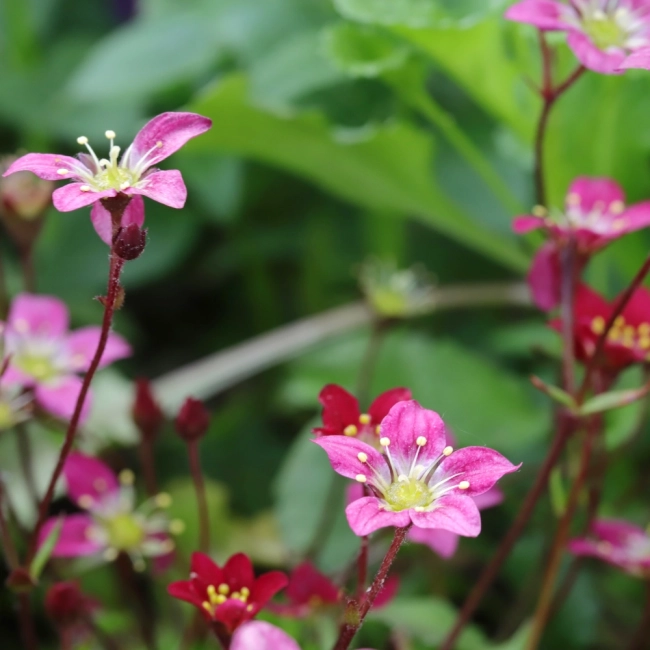 Skalnica nasiona 0,05g - PlantiCo