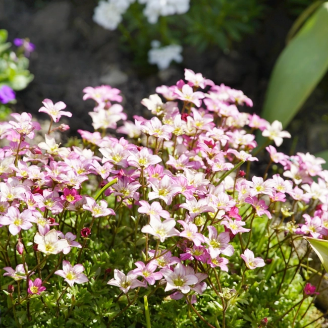 Skalnica nasiona 0,05g - PlantiCo