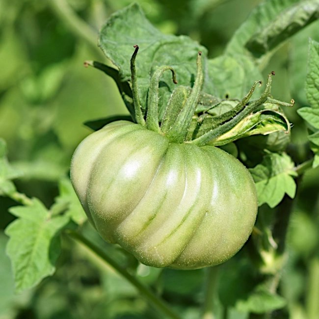 Pomidor gruntowy Costoluto Fiorentino nasiona 0,2g - PlantiCo