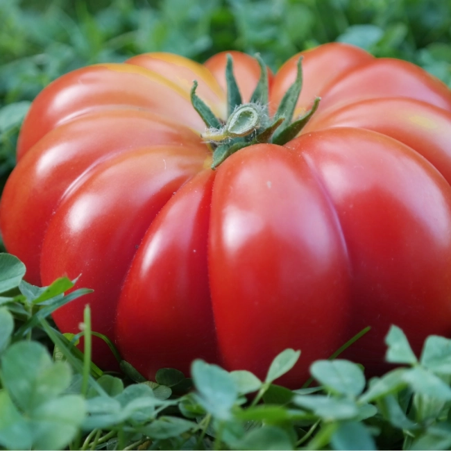 Pomidor gruntowy Costoluto Fiorentino nasiona 0,2g - PlantiCo
