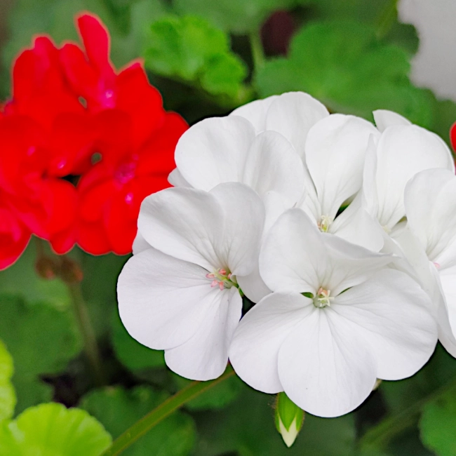 Pelargonia rabatowa biała nasiona 10szt. - TORSEED