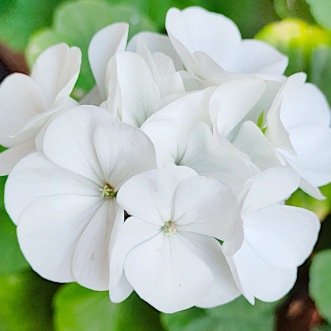 Pelargonia rabatowa biała nasiona 10szt. - TORSEED