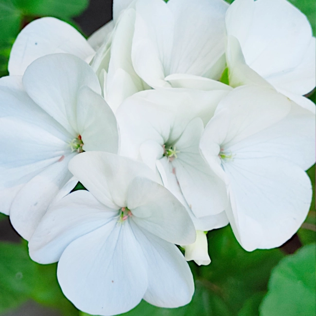 Pelargonia rabatowa biała nasiona 10szt. - TORSEED