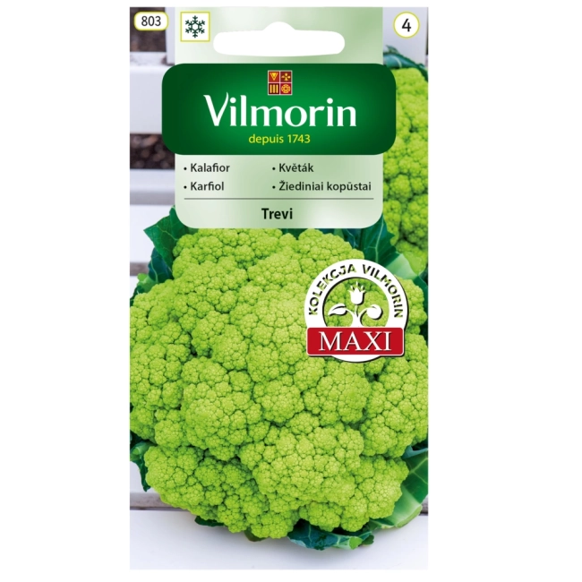 Kalafior Trevi F1 nasiona 0,1g - VILMORIN