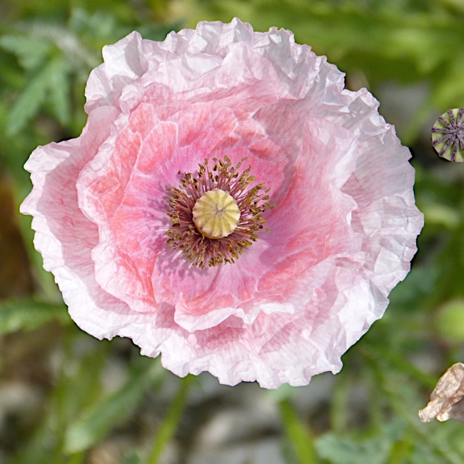 Mak polny Mother of Pearl nasiona 0,1g - VILMORIN