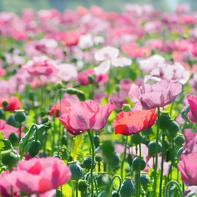 Mak polny Mother of Pearl nasiona 0,1g - VILMORIN