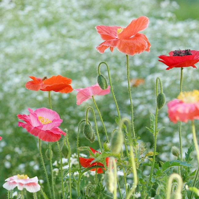 Mak polny Mother of Pearl nasiona 0,1g - VILMORIN