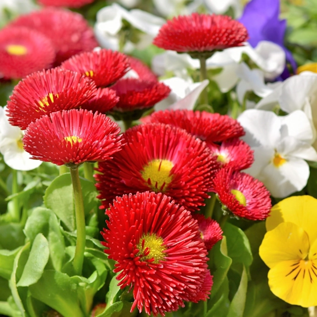 Stokrotka półpełna trwała czerwona nasiona 0,1g - PlantiCo