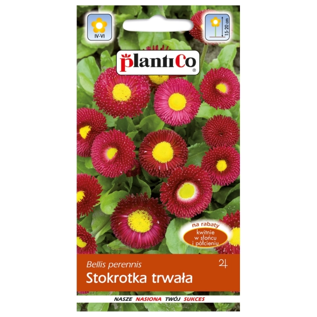 Stokrotka półpełna trwała czerwona nasiona 0,1g - PlantiCo