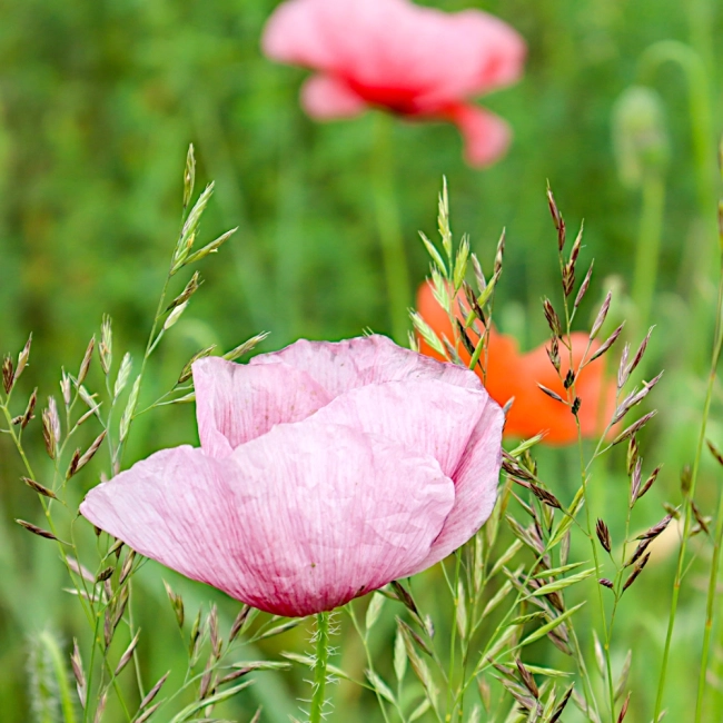 Mak polny Mother of Pearl nasiona 0,1g - VILMORIN