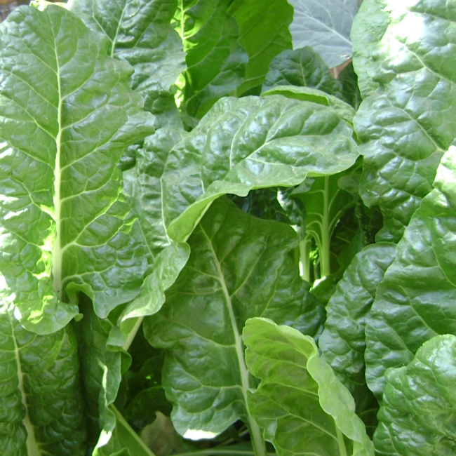 Szpinak Matador nasiona 20g - VILMORIN