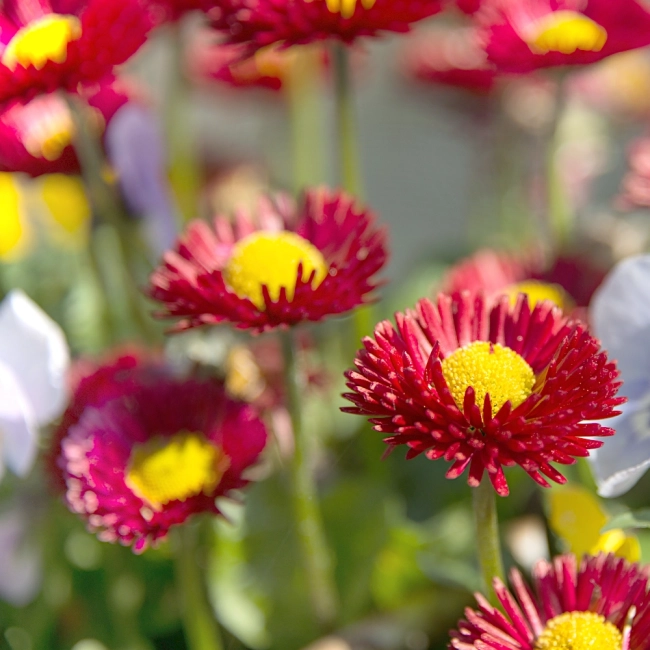 Stokrotka półpełna trwała czerwona nasiona 0,1g - PlantiCo