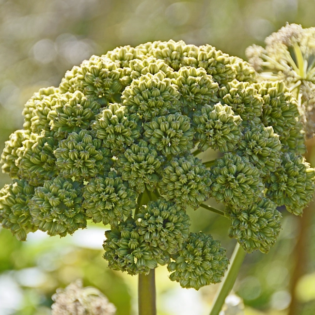 Arcydzięgiel litwor nasiona 1g  - TORSEED