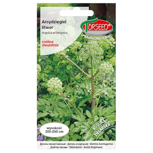 Arcydzięgiel litwor nasiona 1g  - TORSEED
