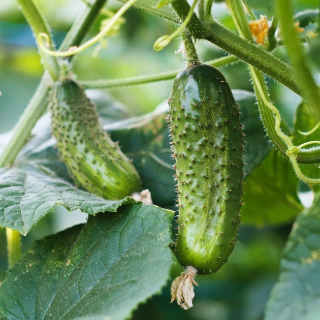 Ogórek Śremski F1 nasiona 5g - Raj Ogrodnika