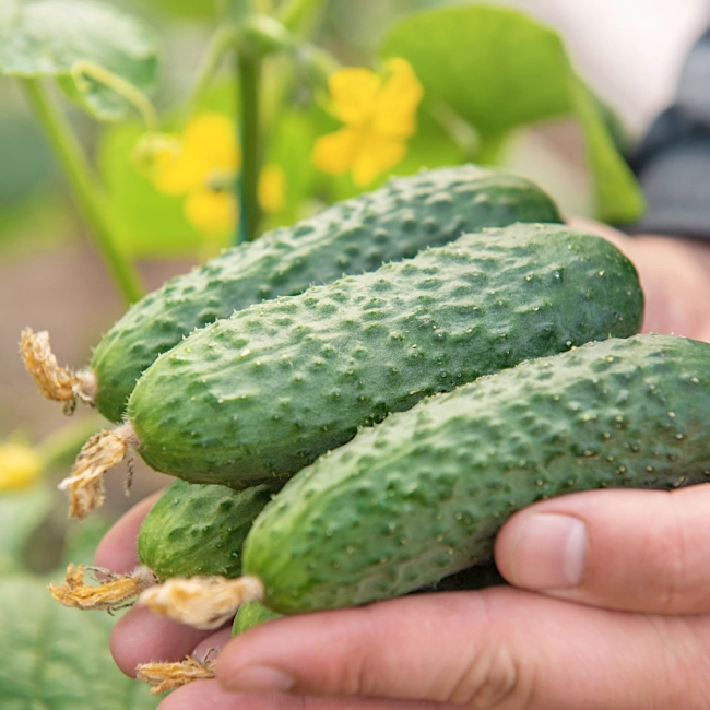 Ogórek Śremski F1 nasiona 5g - Raj Ogrodnika