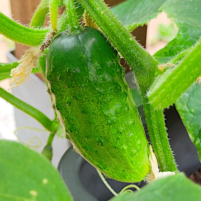 Ogórek Śremski F1 nasiona 5g - Raj Ogrodnika