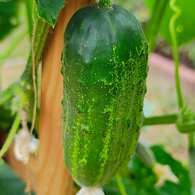 Ogórek Śremski F1 nasiona 5g - Raj Ogrodnika