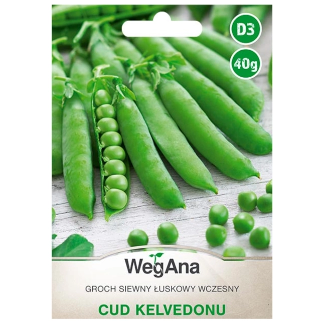 Groch siewny łuskowy Cud Kelvedonu nasiona 40g = WegAna