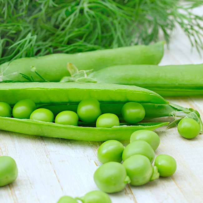 Groch siewny łuskowy Cud Kelvedonu nasiona 40g = WegAna