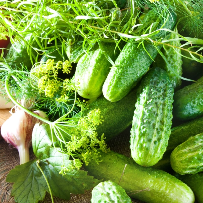 Ogórek gruntowy Valerie F1 nasiona na taśmie 6m - WegAna